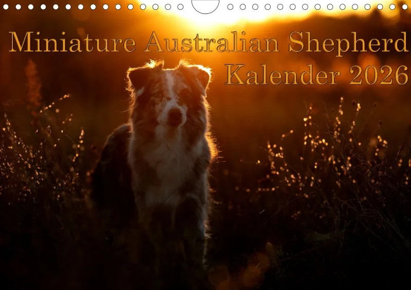 Miniature Australian Shepherd 2026 A4