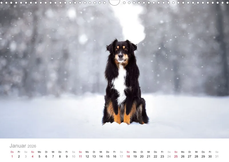 Miniature Australian Shepherd Kalender 2026 A3