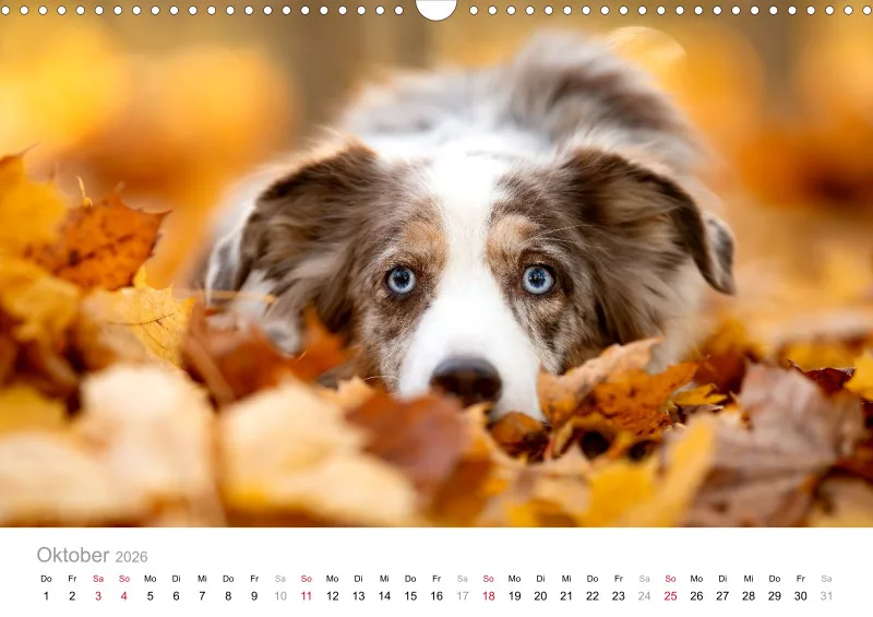 Miniature Australian Shepherd Kalender 2026 A3
