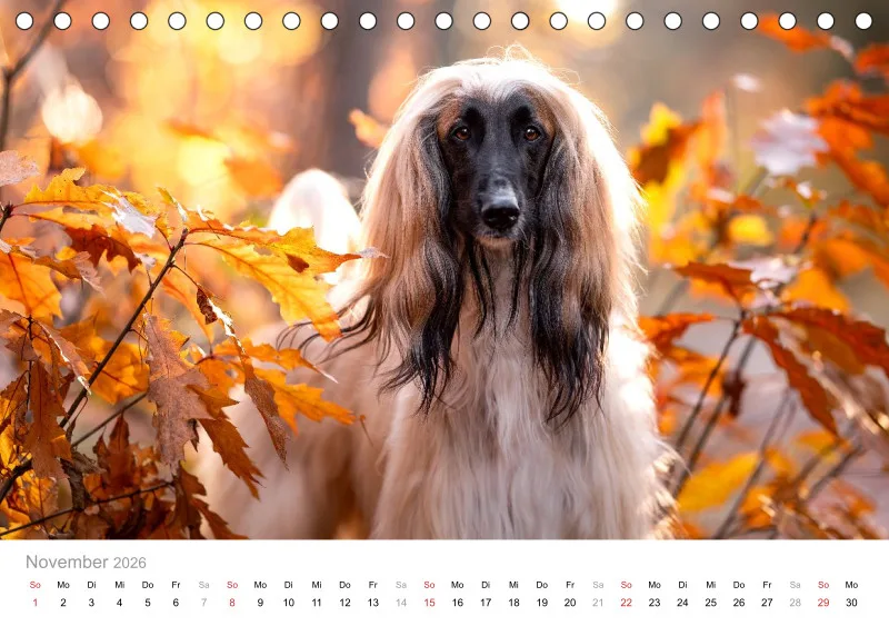 Windhunde Tischkalender 2026 A5
