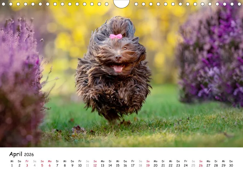 Havaneser Kalender 2026 A4