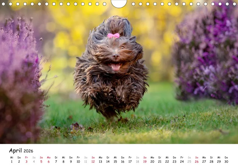 Havaneser Kalender 2026 A4