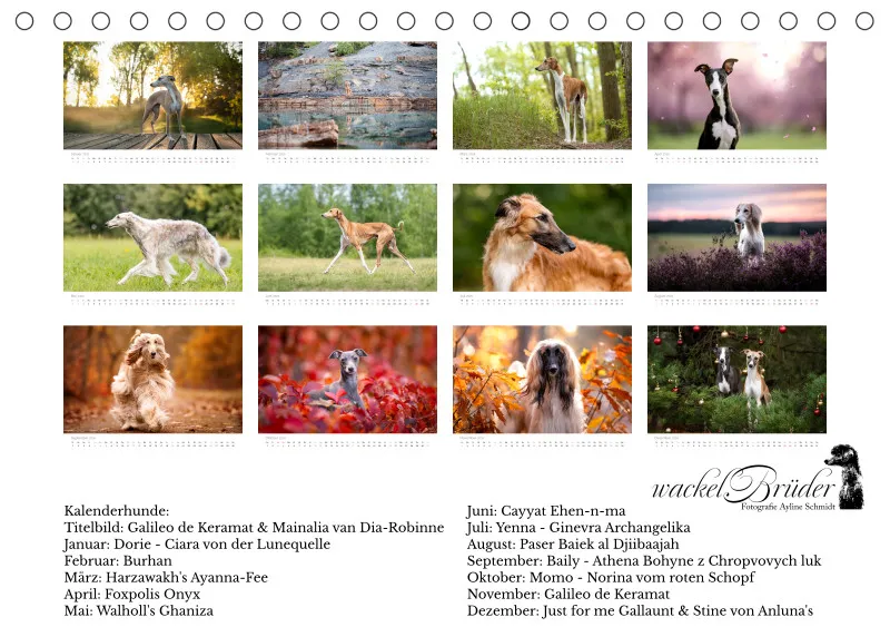 Windhunde Tischkalender 2026 A5