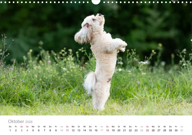Havaneser Kalender 2026 A3