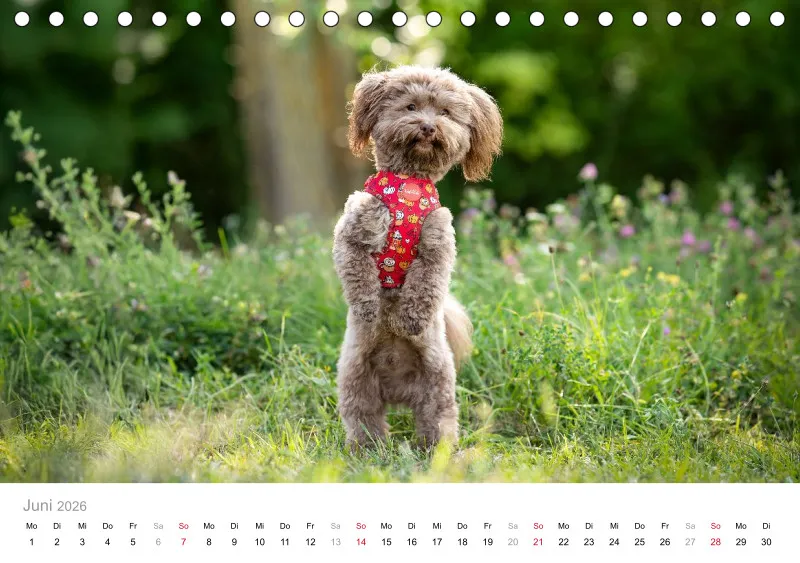 Havaneser Tischkalender 2026 A5