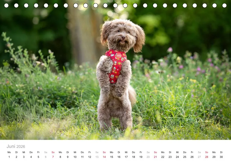 Havaneser Tischkalender 2026 A5