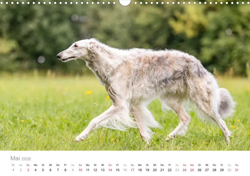 Windhunde Kalender 2026 A3