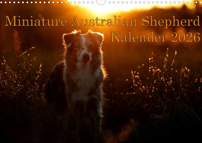 Miniature Australian Shepherd Kalender 2026 A3