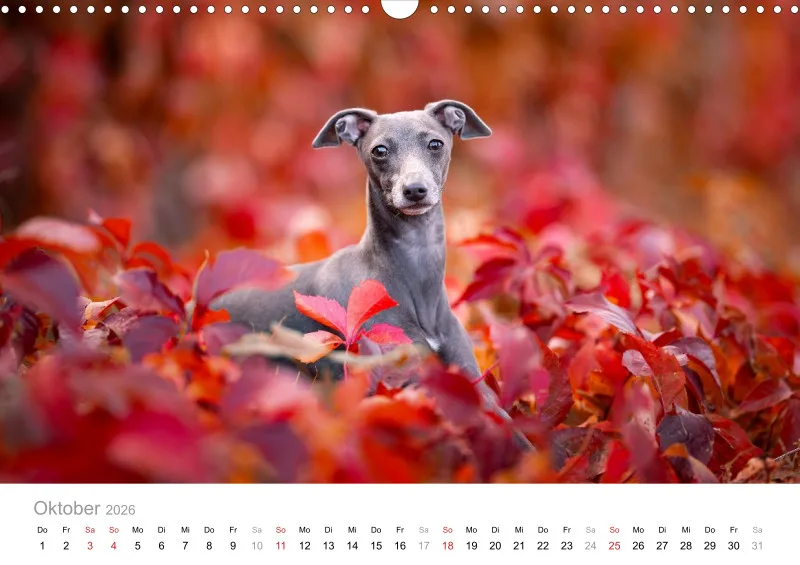 Windhunde Kalender 2026 A3