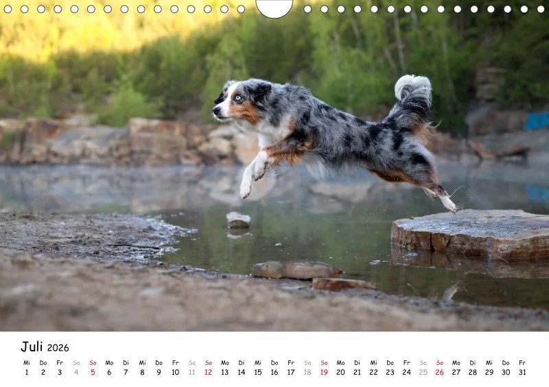 Miniature Australian Shepherd 2026 A4