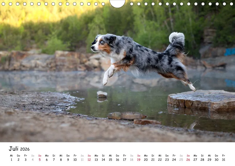 Miniature Australian Shepherd 2026 A4