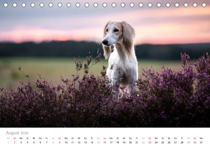 Windhunde Tischkalender 2026 A5