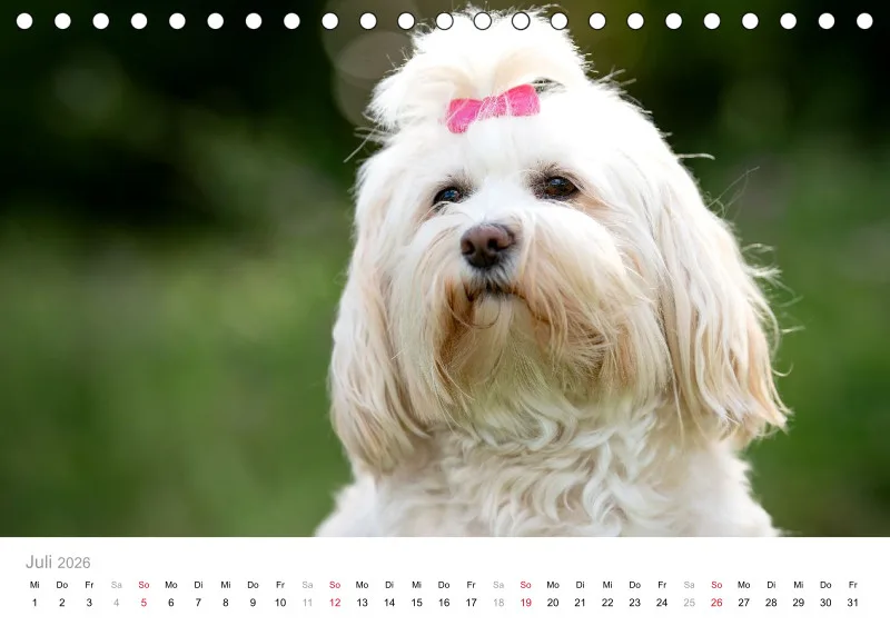 Havaneser Tischkalender 2026 A5