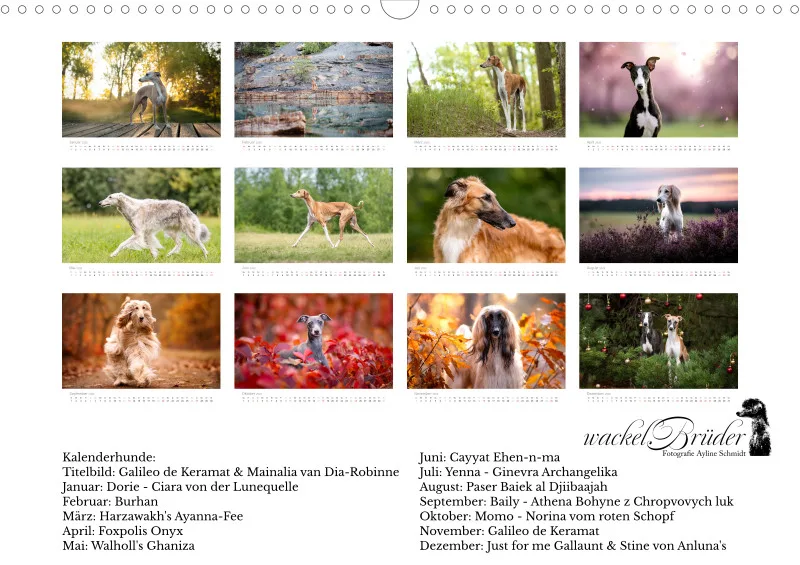 Windhunde Kalender 2026 A3