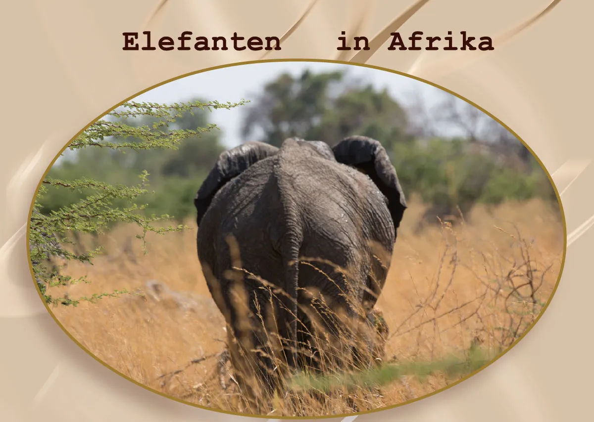 Elefanten in Afrika