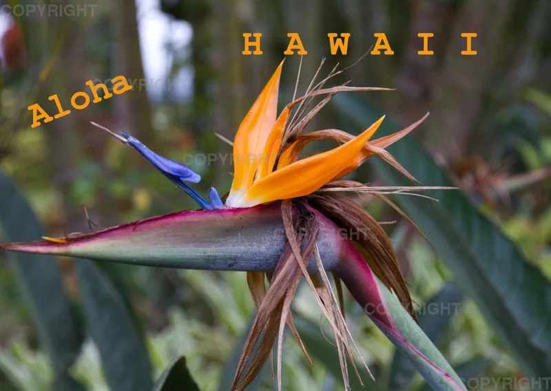 Aloha Hawaii