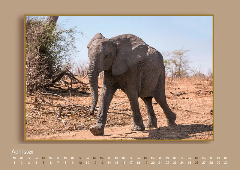 Elefanten in Afrika