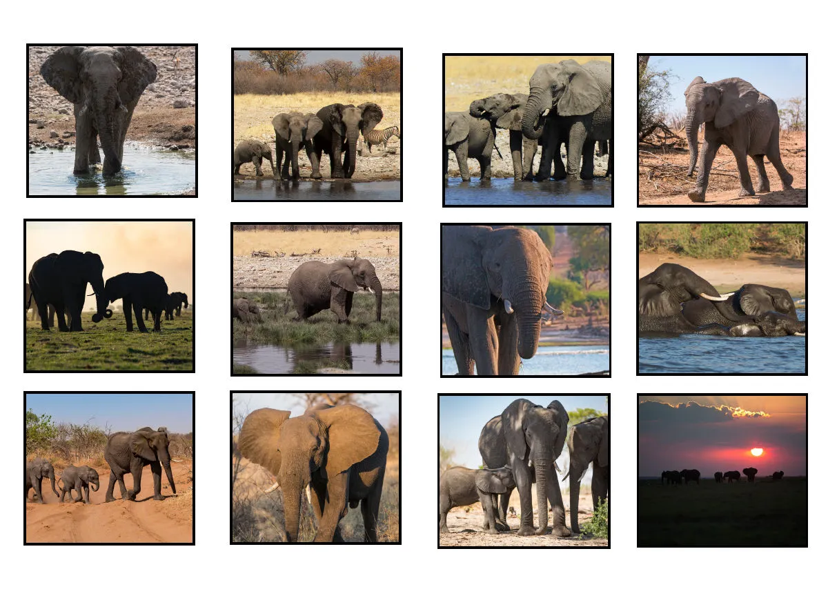 Elefanten in Afrika