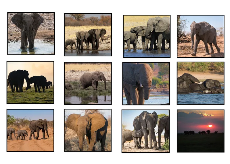Elefanten in Afrika